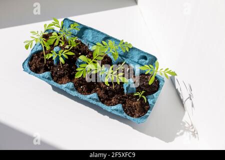 Grüne Sprossen im Eierkarton Stockfoto