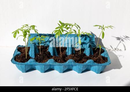 Grüne Sprossen im Eierkarton Stockfoto