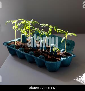 Grüne Sprossen im Eierkarton Stockfoto