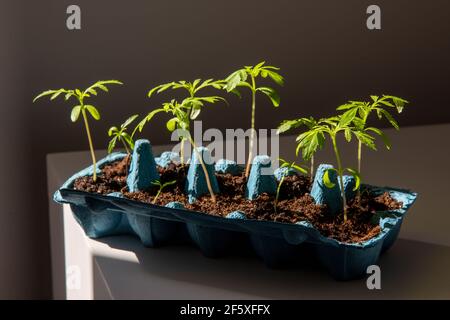 Grüne Sprossen im Eierkarton Stockfoto