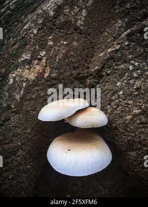 Wilder Pilz. Verhüllter Austernpilz, Pleurotus dryinus, wächst auf einem Baumstamm. Herbst in der Türkei. Zum Aufnehmen Stockfoto