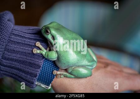 Nahaufnahme des australischen grünen Baumfrosches Ranoidea caerulea auf Eine Hand Stockfoto