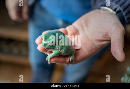 Nahaufnahme des australischen grünen Baumfrosches Ranoidea caerulea auf Eine Hand Stockfoto