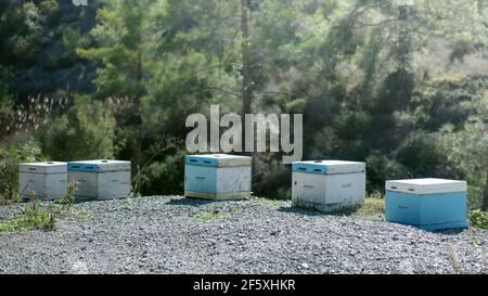 Traditionelle Bienenhaltung in Zypern. Bienenstöcke und Bienen, die im Kiefernwald um sie herum fliegen Stockfoto