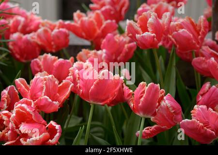 Korallen-rosa und Elfenbeinpapageientulpen in voller Blüte Stockfoto