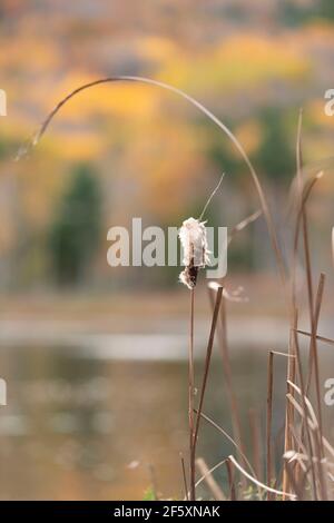 Gewöhnlicher Katzenschwanz, oder Bulrush, (Typha latifolia), der am Rand des Beaver Dam Pond im Acadia National Park, Maine, im Herbst wächst Stockfoto
