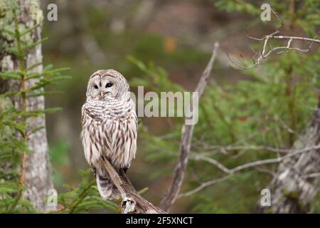 Eine Sperlingseule (Strix Varia) auf einer Barsche am Waldrund in Maine, USA Stockfoto