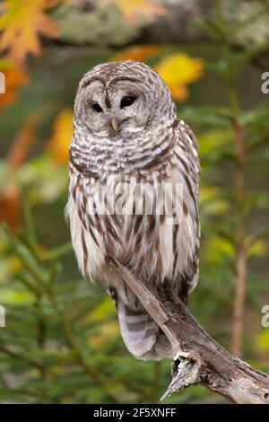 Eine Sperlingseule, oder Hoot Owl, (Strix Varia) sitzt auf einem Baum Zweig in New England im Herbst Stockfoto