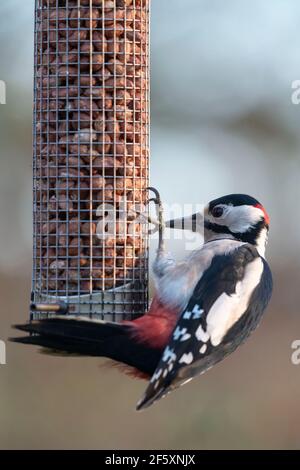 Ein männlicher Buntspecht (Dendrocopos major) Festhalten an einem Gartenvogel Futterplatz und Fütterung auf Erdnüssen Stockfoto