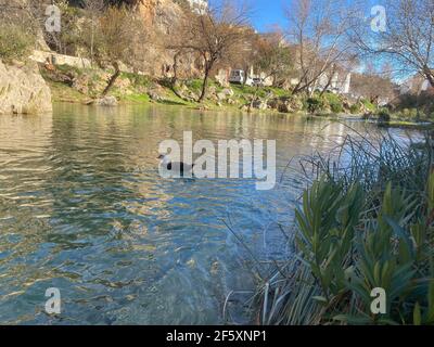 Enten in Albufera de Anna, in der Valencianischen Gemeinschaft, Spanien. Anzeigen Stockfoto