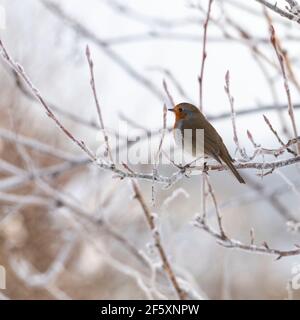 Ein Robin (Erithacus Rubecula) sitzt in einem blühenden Johannisbeere Bush (Ribes sanguineum) an einem frostigen Morgen im Winter Stockfoto