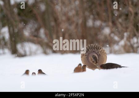 Ein weiblicher Fasan (Phasianus colchicus) Nahrungssuche im Schnee neben Buchfinken und einem Weiblichen Blackbird Stockfoto