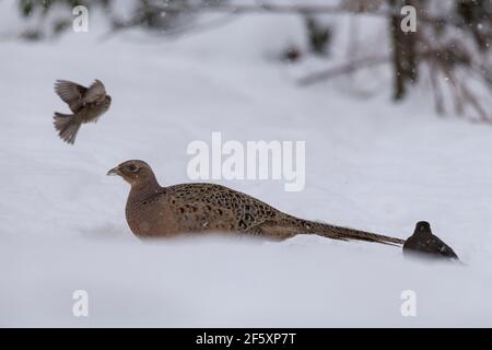 Ein Baumsparrow im Flug und ein Amsel begleiten ein Weibliche Fasan (Phasianus colchicus) auf der Suche nach Nahrung im Schnee Stockfoto