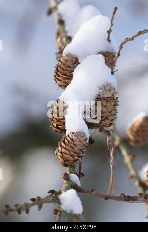 Schneebedeckte Kegel der Lärche (Larix decidua) im Winter Stockfoto