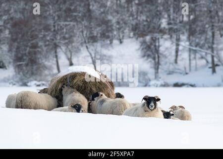 Scottish Blackface Schafe Fütterung von einem Bale of Hay in Ein Ringfeeder in einer verschneiten Winterlandschaft Stockfoto