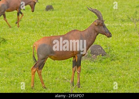 Topi auf der Savannah des Lake Mburo National Park Stockfoto