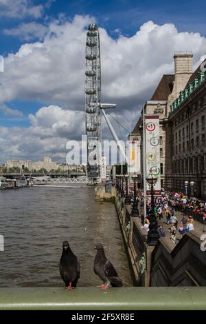 Zwei Tauben an der Westminster Bridge vor dem London Auge auf einen sonnigen Tag Stockfoto