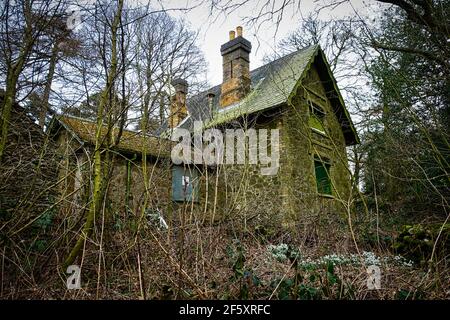 Charnwood Lodge ein verlorener Garten. In Leicestershire. Schneeglöckchen im Frühling in einem versteckten und stimmungsvollen Garten. Stockfoto