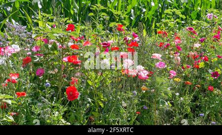 Feld von roten Mohnblumen. Maisfeld mit schönen wilden Blumen Stockfoto