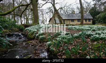 Charnwood Lodge ein verlorener Garten. In Leicestershire. Schneeglöckchen im Frühling in einem versteckten und stimmungsvollen Garten. Stockfoto