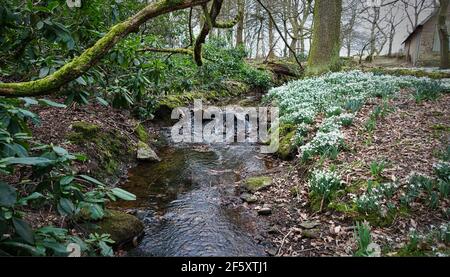 Charnwood Lodge ein verlorener Garten. In Leicestershire. Schneeglöckchen im Frühling in einem versteckten und stimmungsvollen Garten. Stockfoto