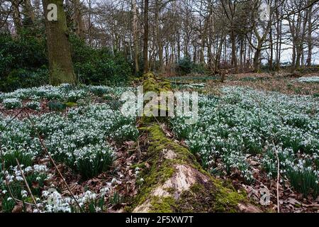 Charnwood Lodge ein verlorener Garten. In Leicestershire. Schneeglöckchen im Frühling in einem versteckten und stimmungsvollen Garten. Stockfoto