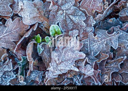 Gefrostet Eichenlaub im winter Stockfoto