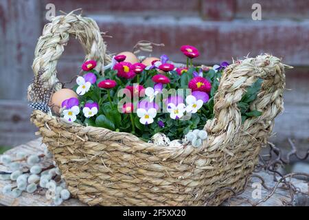 Korb mit violetten Viola Blumen und roten bellis perennis AS Frühlingsdekoration Stockfoto