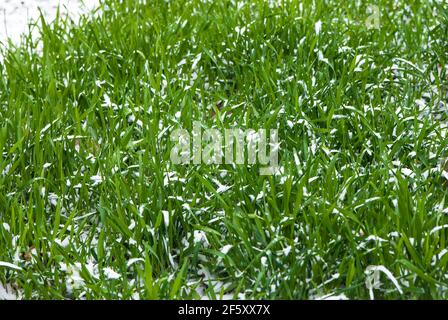 Winter schießt unter dem Schnee. Hintergrund Stockfoto