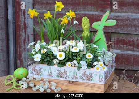 osterdekoration mit Frühlingsblumen in Holzkiste und ostern häschen Stockfoto