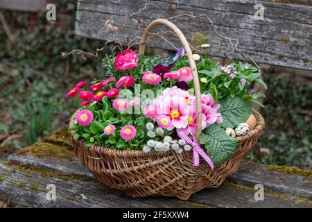 Korb mit rosa bellis Blumen, Primrose und Ranunculus als Frühlingsgarten Dekoration Stockfoto