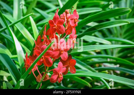 Schöne tropische rote Zweig der Orchidee Blume phalaenopsis aus der Familie Orchidaceae auf Garten Hintergrund.Selektive Fokus.Phalaenopsis Blütenblätter Makro vie Stockfoto