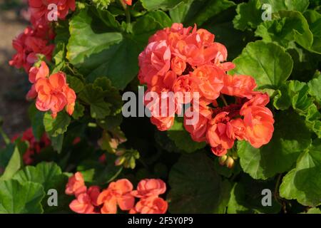 Pelargonium zonale Stockfoto