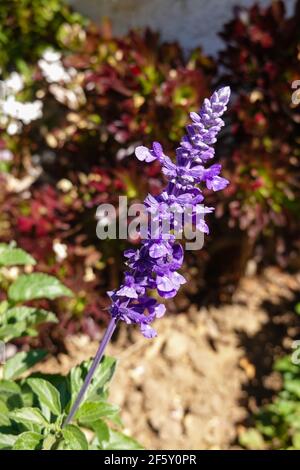 Salvia farinacea 'Velocity Blue', allgemein bekannt als Mealycup-Salbei oder Mealy-Salbei, der in einem Hausgarten in Südkalifornien, USA, wächst Stockfoto