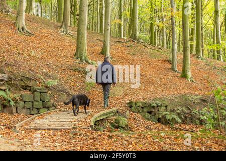 Ein Mann, der mit seinem Hund durch Esholt Woods in Yorkshire, England, läuft. Die Wälder sind voller Herbstfarben. Stockfoto