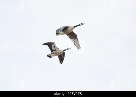 Ein Paar kanadagänse, die gegen einen weißen Himmel fliegen. Stockfoto