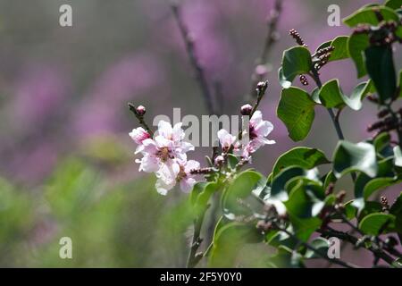 Kirschblüte Blume Nahaufnahme Orange County, Kalifornien, USA Stockfoto