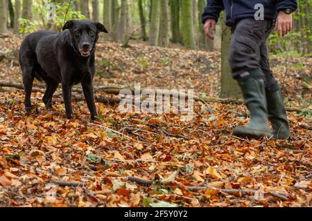 Ein älterer labrador Cross Breed Hund, der im Herbst mit seinem Besitzer im Wald unterwegs ist. Stockfoto