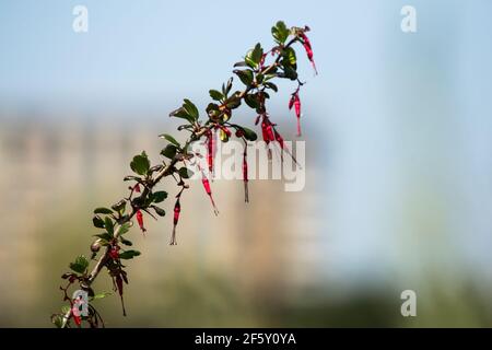 Ribes speciosum 'fuchsia blühende Stachelbeere' frühlingsblühend. Kalifornien, USA Stockfoto