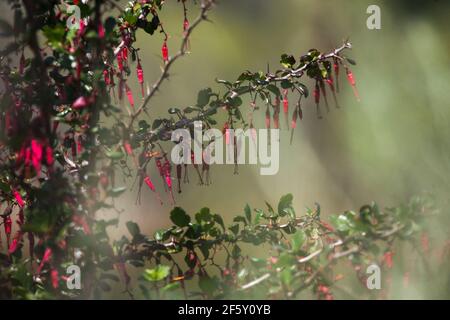 Ribes speciosum 'fuchsia blühende Stachelbeere' frühlingsblühend. Kalifornien, USA Stockfoto