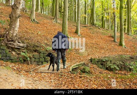 Ein Mann, der mit seinem Hund durch Esholt Woods in Yorkshire, England, läuft. Die Wälder sind voller Herbstfarben. Stockfoto