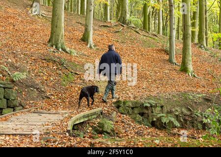 Ein Mann, der mit seinem Hund durch Esholt Woods in Yorkshire, England, läuft. Die Wälder sind voller Herbstfarben. Stockfoto