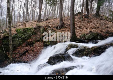 Ein kleiner Bach, geschwollen durch Schneeschmelze, fließt durch einen feuchten Quebecer Wald im Frühjahr, Gatineau, Quebec, Kanada. Stockfoto