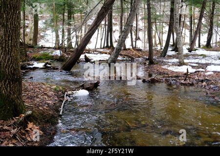 Ein kleiner ruhiger Bach fließt im Frühjahr durch einen Quebecer Wald, mit noch Schnee auf dem Boden. Gatineau, Quebec, Kanada. Stockfoto