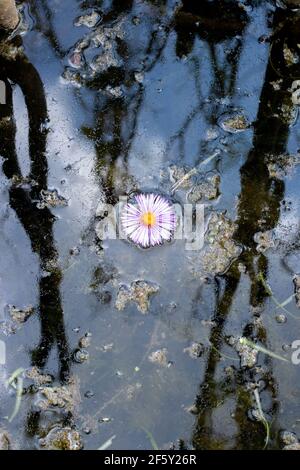 Stilles Wasser in der Natur mit Spiegelung des Himmels und der Wolken Und natürliche Pflanzenwelt und Bäume Stockfoto