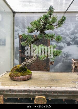 Rocky Mountain Borstencone Pine (Pinus aristata) ist eine lang lebende Art von Borstencone Kiefern aus den Vereinigten Staaten. Es erscheint im Felsen Stockfoto