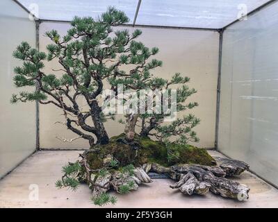 Shore Pine (Pinus contorta) ist ein häufiger Baum im westlichen Nordamerika. Sie ist in der Nähe der Ozeanküste und in trockenen Bergwäldern bis zum subalpinen, Stockfoto