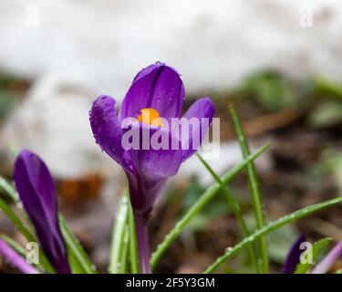 Bunte Krokus sativus Blumen wachsen im Garten im frühen Frühjahr mit einem Haufen Schnee im Hintergrund in Speculator, NY in den Adirondacks. Stockfoto