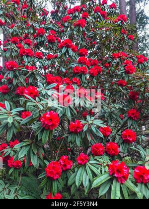 Rhododendron strigillosum ist eine Rhododendron-Art, die in Sichuan und Yunnan in China beheimatet ist und in Höhen von 1600–3800 Metern wächst. Es ist ein sh Stockfoto