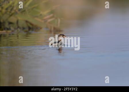 Jungtier-Bärenschnabel auf dem Bear River in Utah Stockfoto